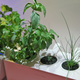 Illustration for article titled How Transforming My Apartment Into an Indoor Farm Turned Into a Very Bad Idea
